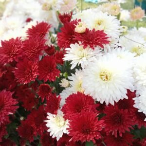 Love Bouquet